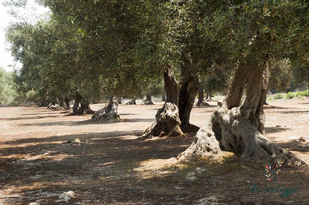 Agriturismo Li Calizzi Arte E Natura Novoli Екстер'єр фото