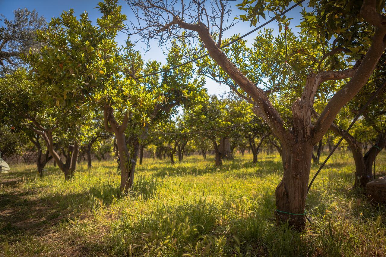 Agriturismo Li Calizzi Arte E Natura Novoli Екстер'єр фото